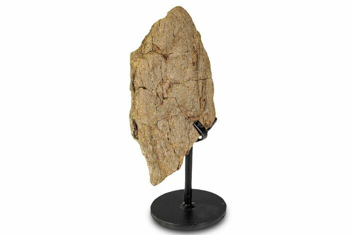 Dinosaur (Triceratops) Frill Shield Section - South Dakota #335507